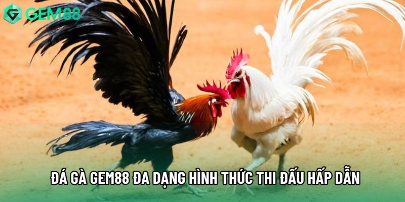 Đá gà gem88 đa dạng hình thức thi đấu hấp dẫn